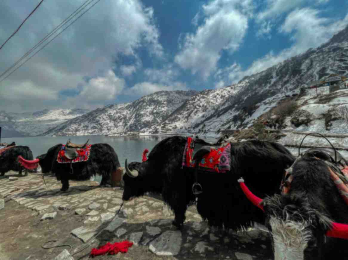 Sikkim & Darjeeling