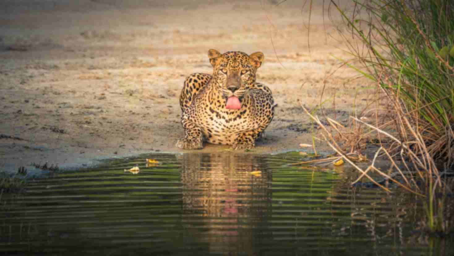 Sri Lanka